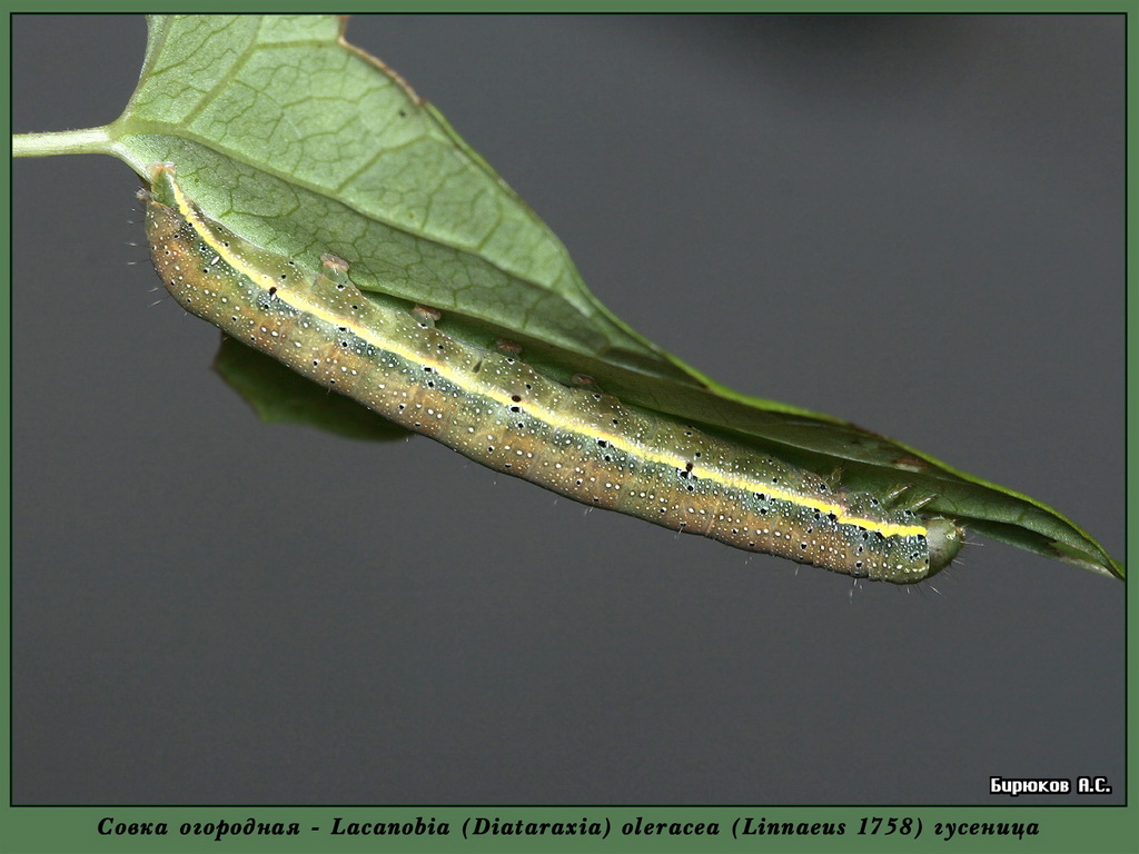 Lacanobia oleracea - Совка огородная