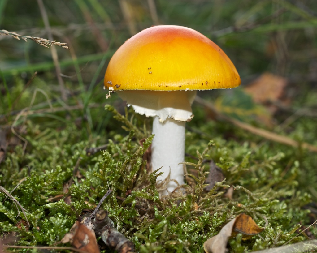Трубчатые грибы поганки. Мухомор ярко-жёлтый. Жёлтая поганка гриб. Гриб мухомор ярко желтый. Мухомор ярко-жёлтый ядовитые грибы.