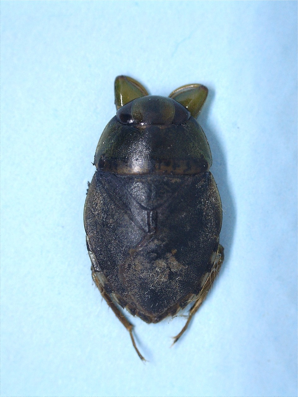 Pelocoris femoratus