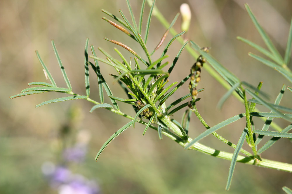 Astragalus austriacus - Астрагал австрийский