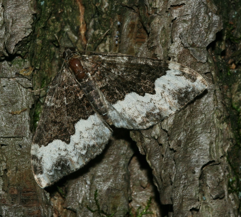Euphyia biangulata - Пяденица опушечная