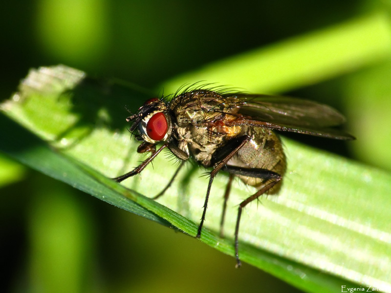 Красноглазая муха