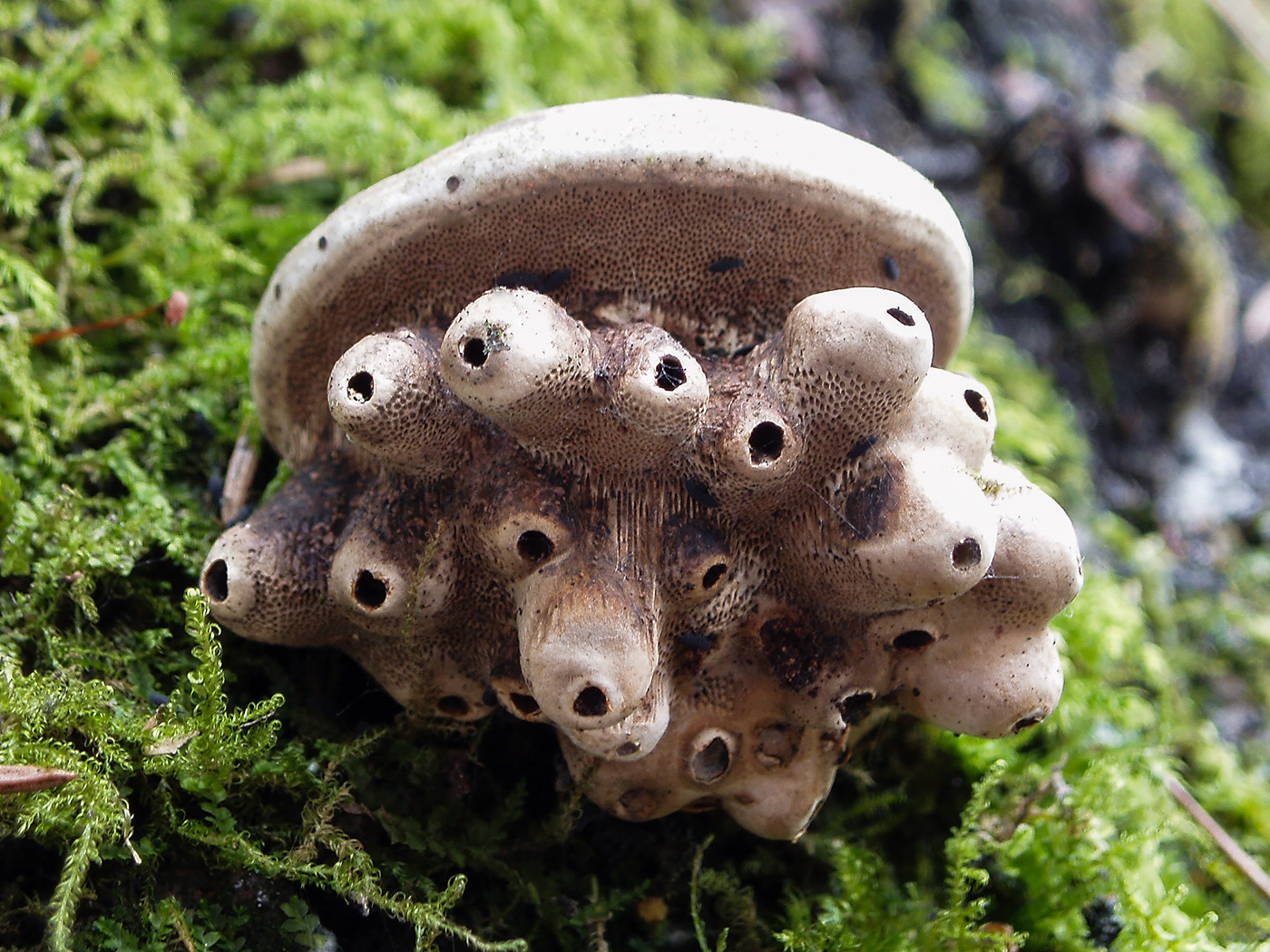 Микро грибы фото