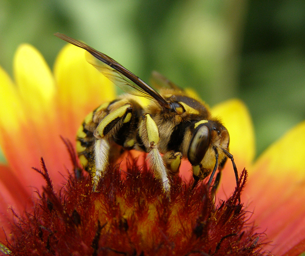 Пчела - шерстобит Antidium manicatum