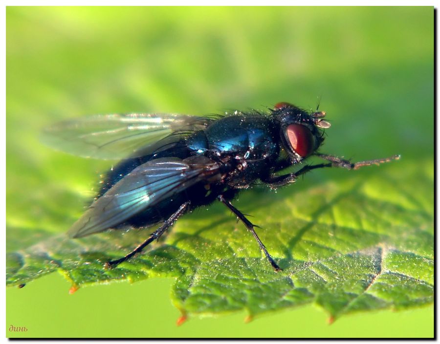 Protophormia terraenovae - Весенняя мясная муха, Весенняя синяя муха, Новоземельская мясная муха