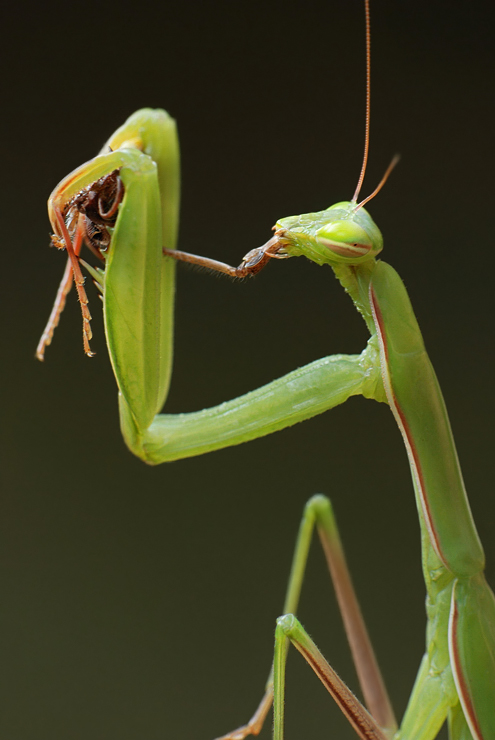 Самка богомола 7. Mantis religiosa, самка. Богомол Mantis religiosa самка. Богомол обыкновенный самка. Спаривание Богомолов самка.