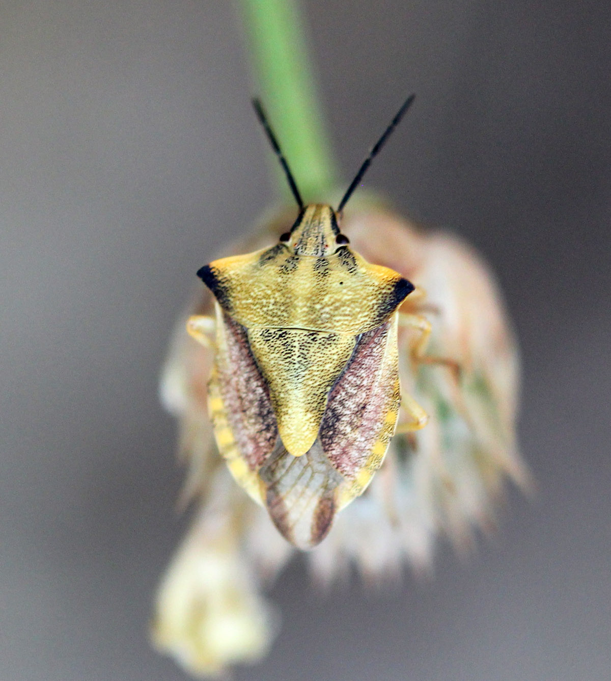 Carpocoris fuscispinus - Щитник остроплечий или щитник черношипный