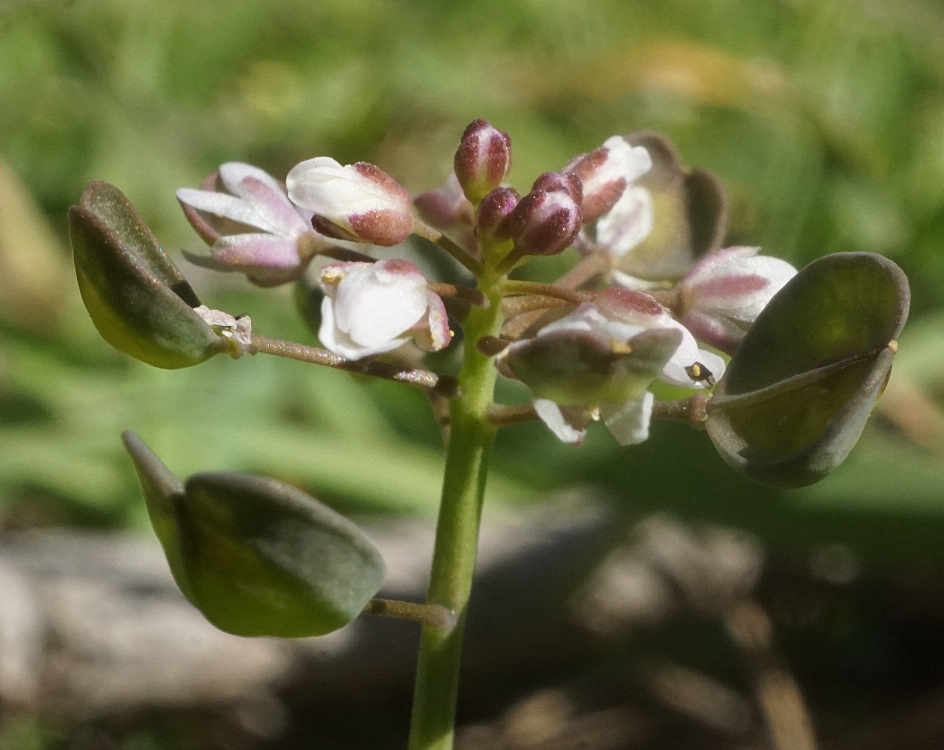 Microthlaspi perfoliatum - Яруточка пронзённолистная
