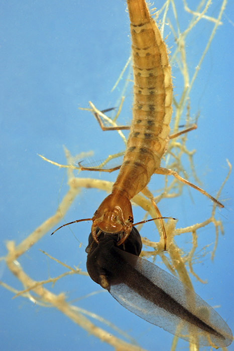 Личинка жука-плавунца легко расправляется с головастиком.
