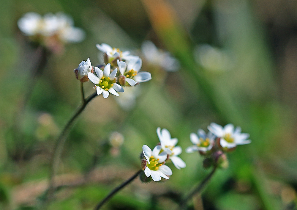 Erophila verna - Веснянка весенняя