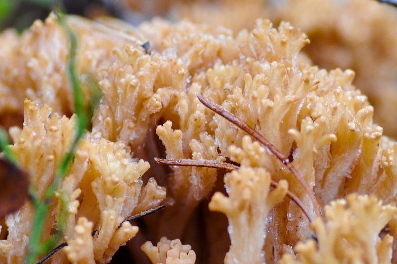 Ледяной гриб по корейски. Грибы ледяной гриб тремелла. Тремеллы (красный ледяной гриб). Ледяной гриб калорийность.