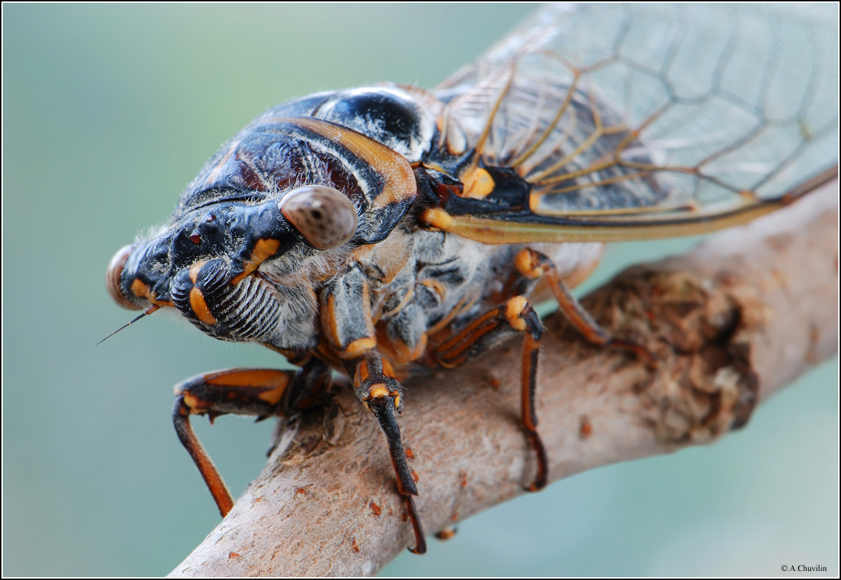 MacroID.RU - Крымская цикада