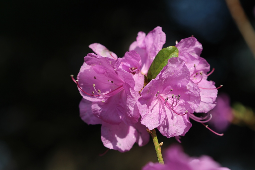 Rhododendron ledebourii - Рододендрон Ледебура