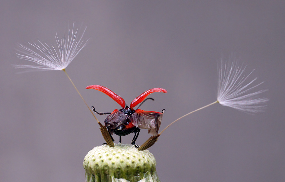 Lilioceris lilii - Трещалка лилейная