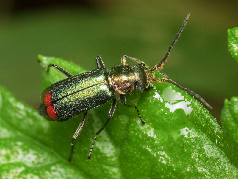 Malachius bipustulatus - Малашка двупятнистая
