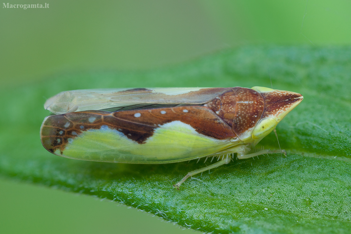 Platymetopius undatus