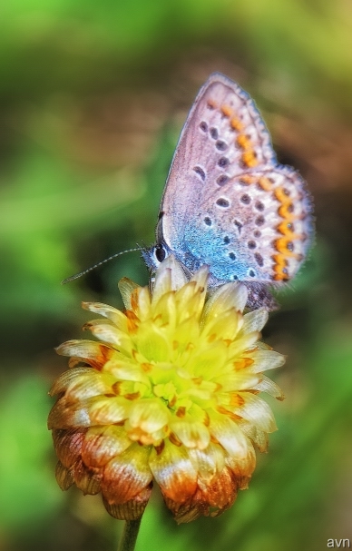 бабочка II