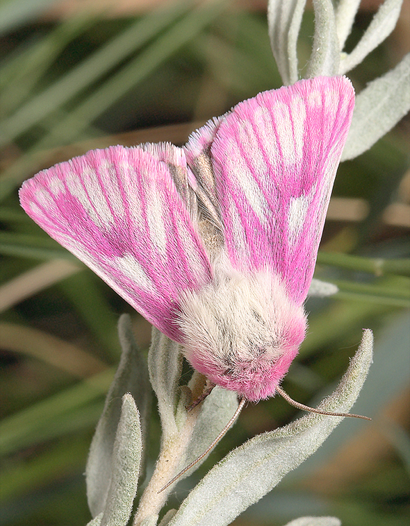 Aedophron rhodites - Совка розовая