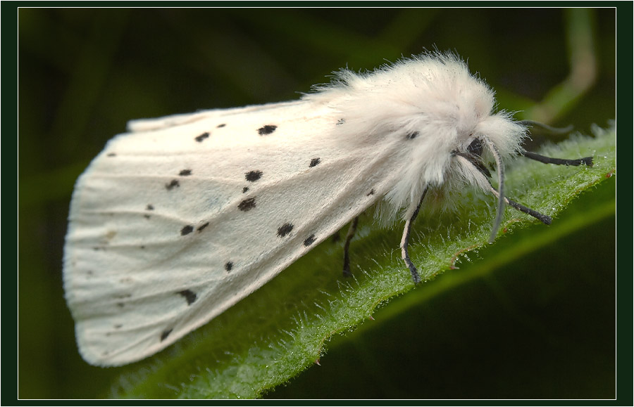 Гусеница белой бабочки