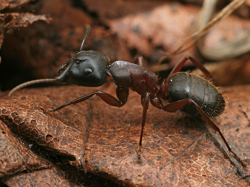 Название армейского муравья