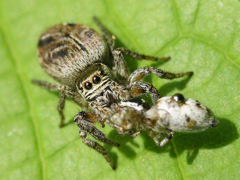 Самка съедающая самца после спаривания. Скакунчики Evarcha arcuata. Evarcha arcuata паук-скакун. Самка паука. Пауки спаривание.
