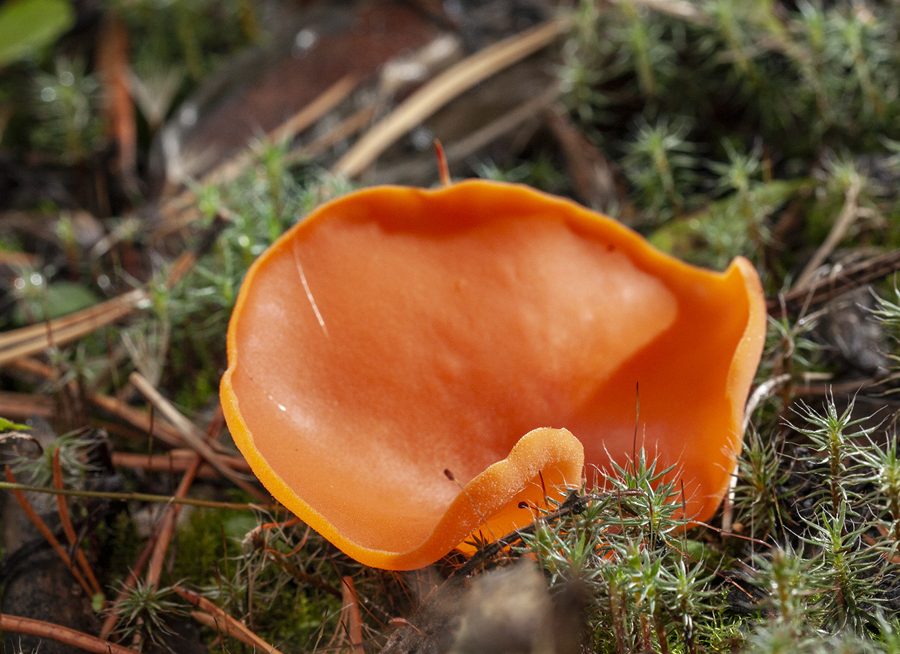Аврелия оранжевый гриб в лесу