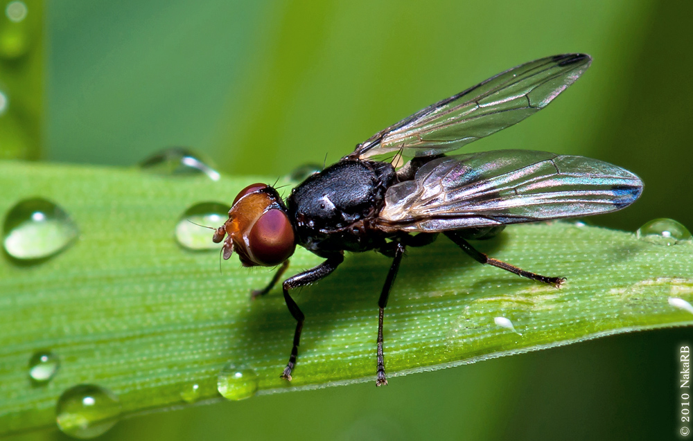Отряд двукрылые мухи. Отряд Двукрылые комары. Seioptera Vibrans. Двукрылые жуки. Отряд насекомых Двукрылые представители.