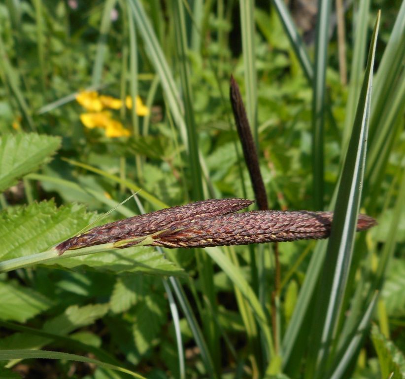 Carex acuta - Осока острая