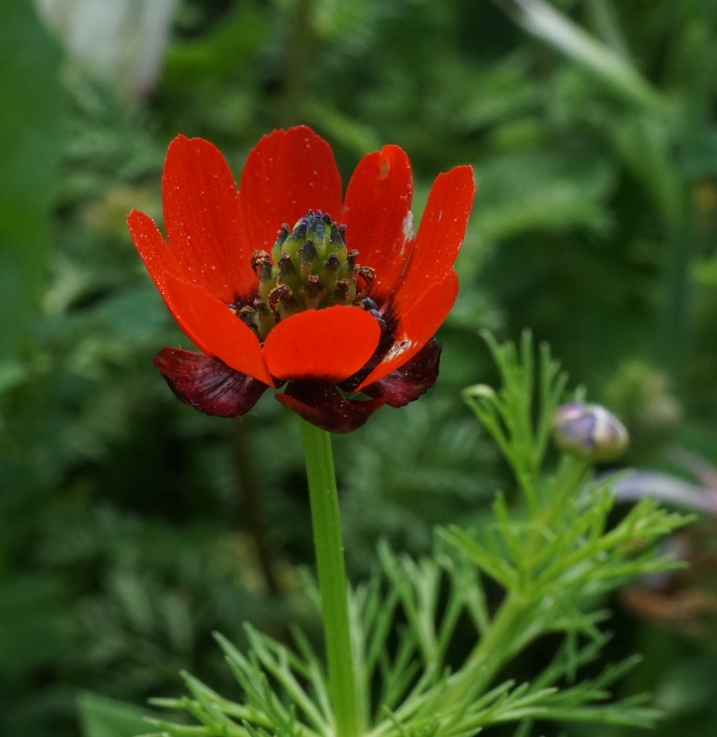 Адонис красный цветок фото и описание