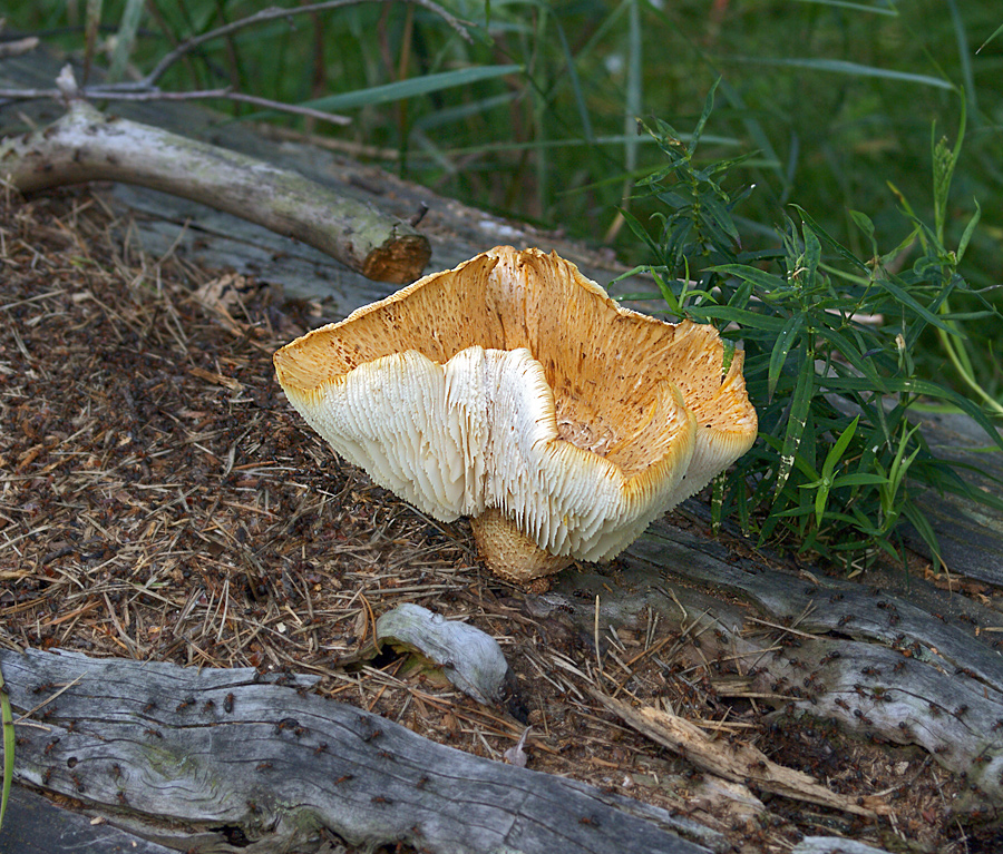 Neolentinus lepideus - Шпальный гриб