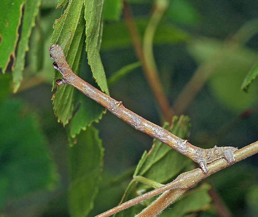 Ennomos autumnaria - Пяденица угловатая осенняя