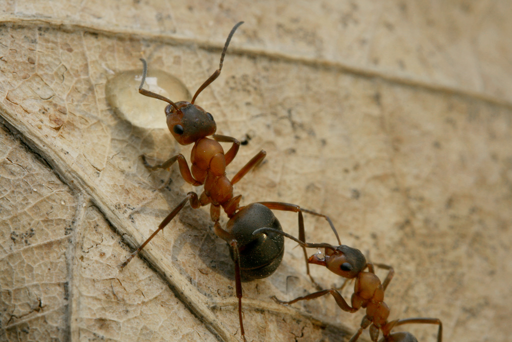 Рыжие муравьи. Рыжий Лесной муравей (Formica Rufa). Муравьи Формика Руфа. Рыжих лесных муравьев (Formica Rufa). Formica Rufa Linnaeus.