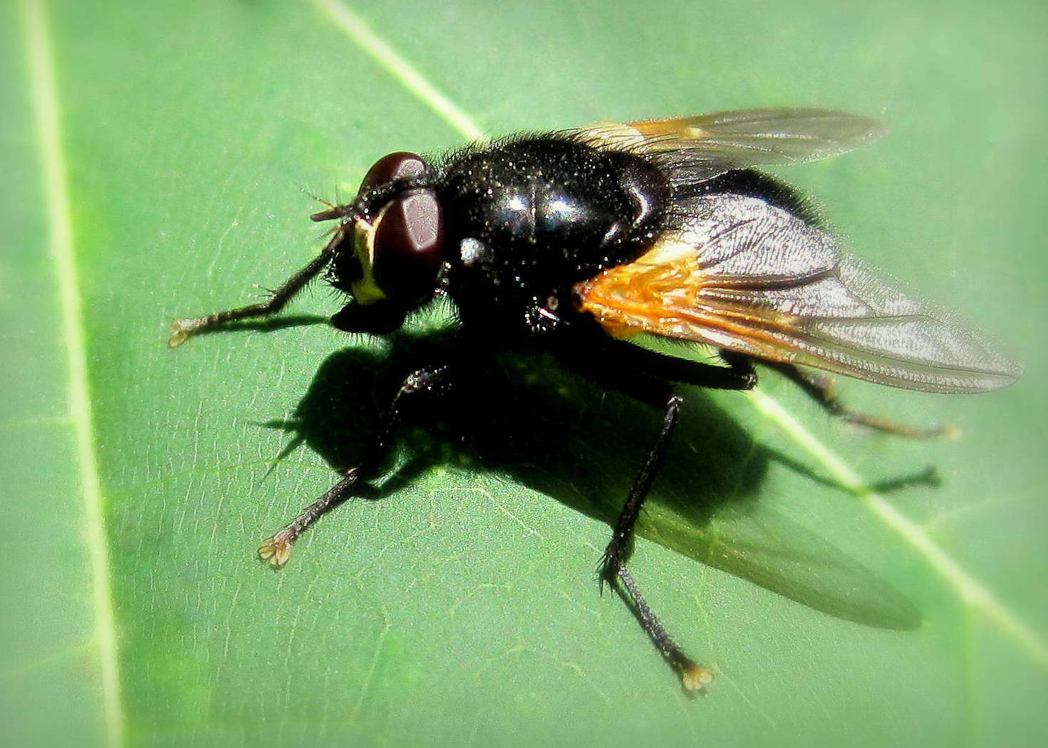 Ядовитая муха. Муха Полуденная Mesembrina Meridiana Linnaeus 1758. Муха навозница черная. Черно оранжевая Муха. Муха с оранжевыми глазами.