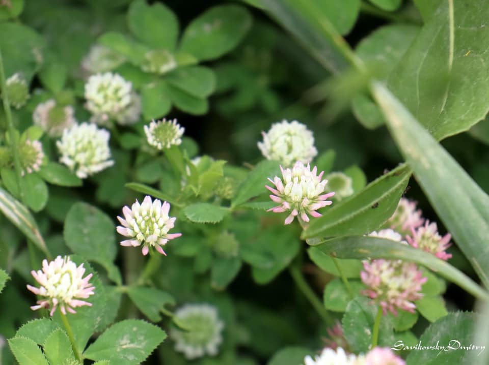 Trifolium nigrescens - Клевер чернеющий