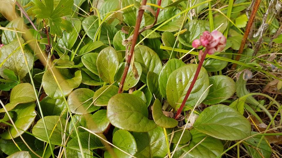 Pyrola rotundifolia - Грушанка круглолистная