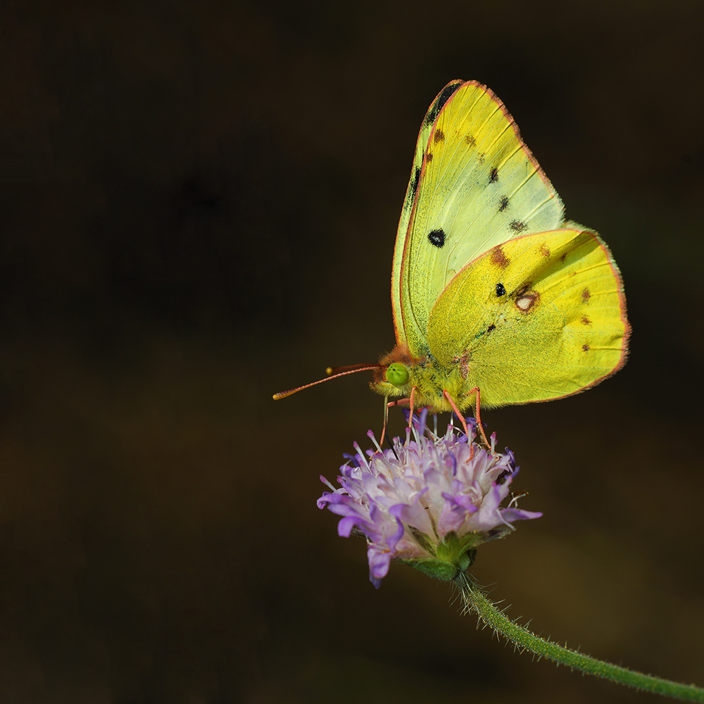 Луговая желтушка бабочка 2 класс
