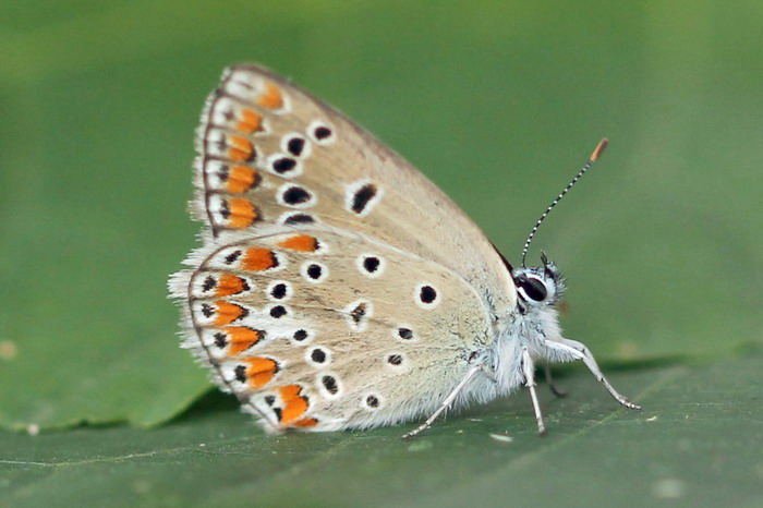 Polyommatus thersites - Голубянка Терсит