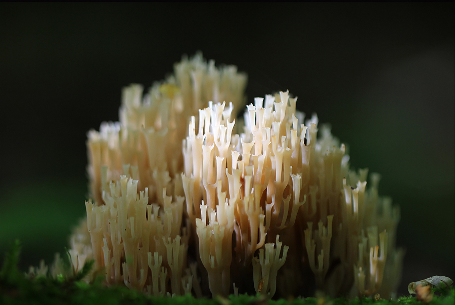 Artomyces pyxidatus - Артомицес крыночковидный, Клавикорона коробчатая
