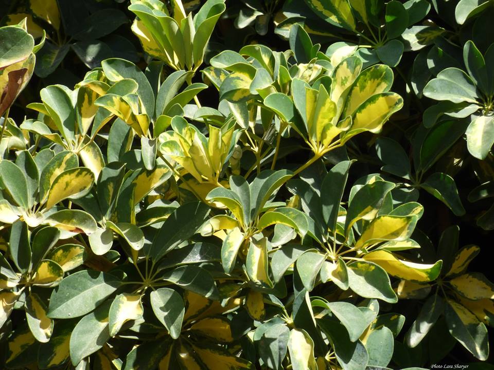Schefflera arboricola - Шеффлера древесная