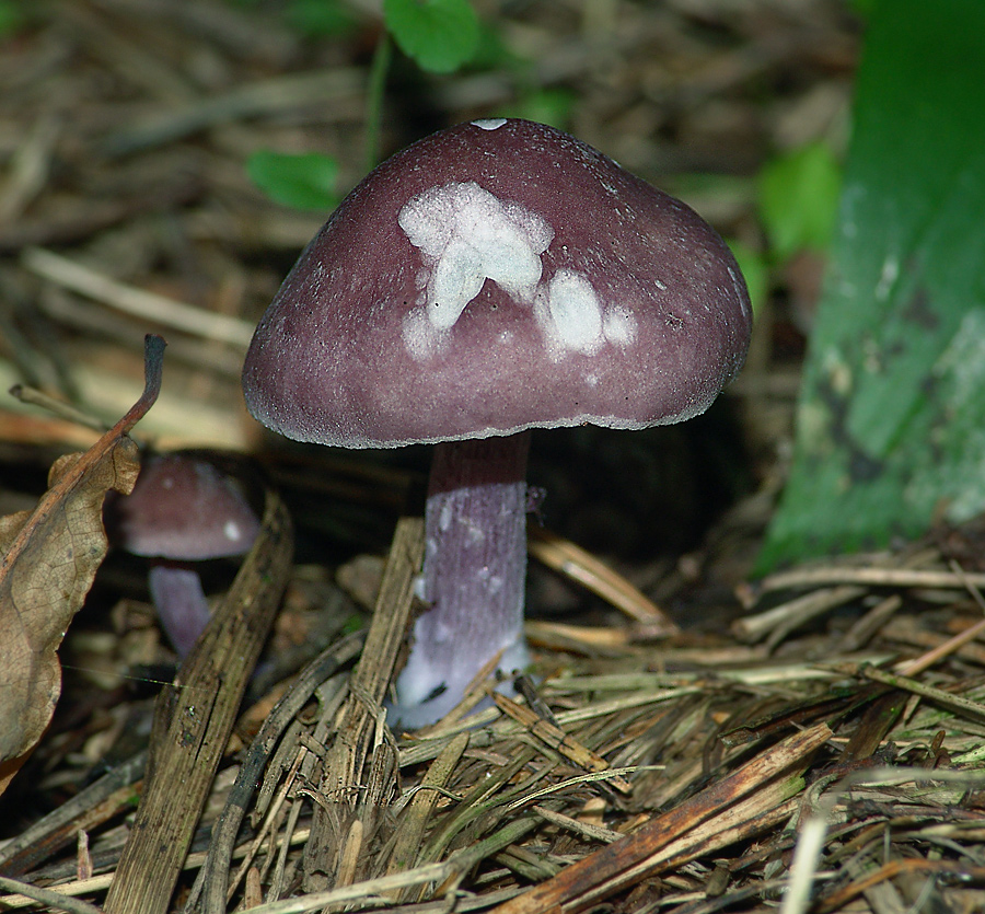 Гриб темно коричневая шляпка. Рядовка фиолетовая съедобные грибы. Рядовка фиолетовая. Шляпка гриба снизу фиолетовая. Фиолетовый гриб с толстой ножкой пластинчатый.