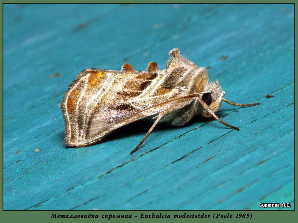 Euchalcia modestoides