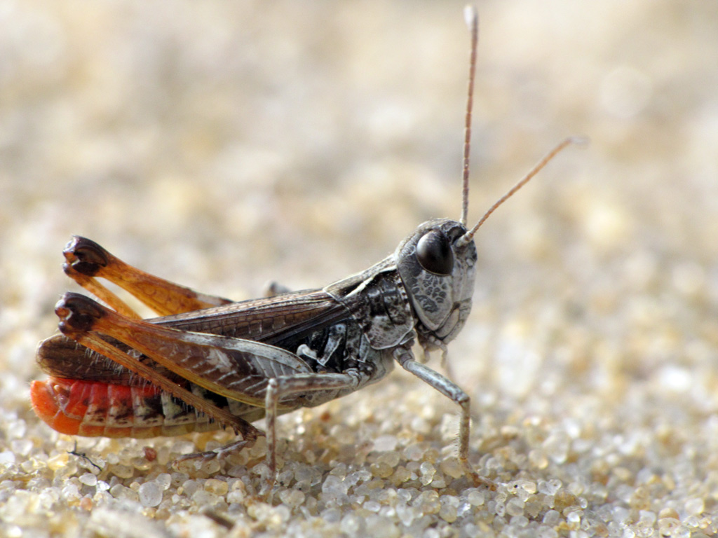 Myrmeleotettix maculatus - Копьеуска пятнистая