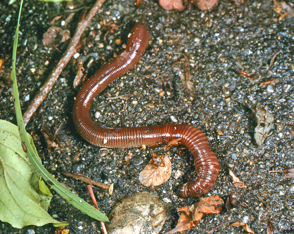 Червь дождевой обыкновенный. Обыкновенный дождевой червь. Lumbricus terrestris обыкновенный дождевой червь.
