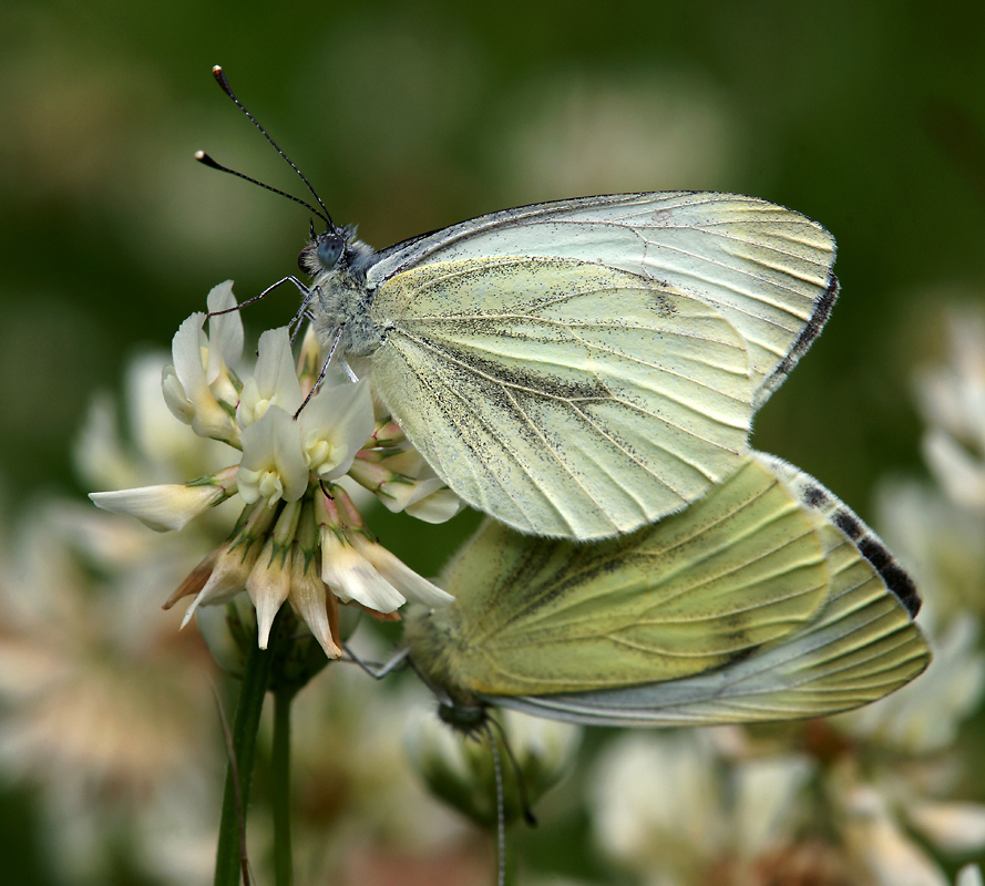 Бабочка капустная белянка имеет мучнисто. Белянка Брюквенница. Pieris napi (Linnaeus, 1758) – Белянка брюквенная.. Брюквенница бабочка. Белянка брюквенная бабочка.