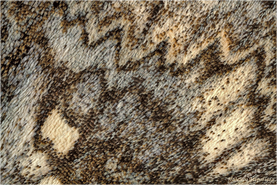 Catocala nupta - Орденская лента красная (Ленточница обыкновенная красная)