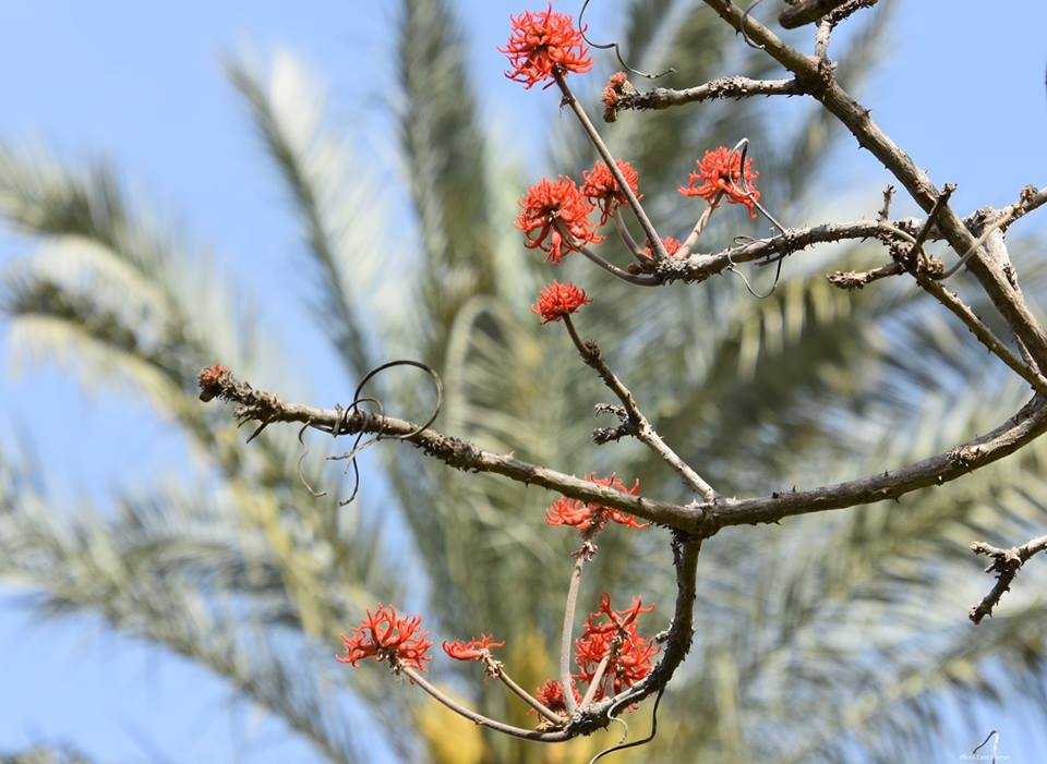 Erythrina abyssinica - Эритрина абиссинская