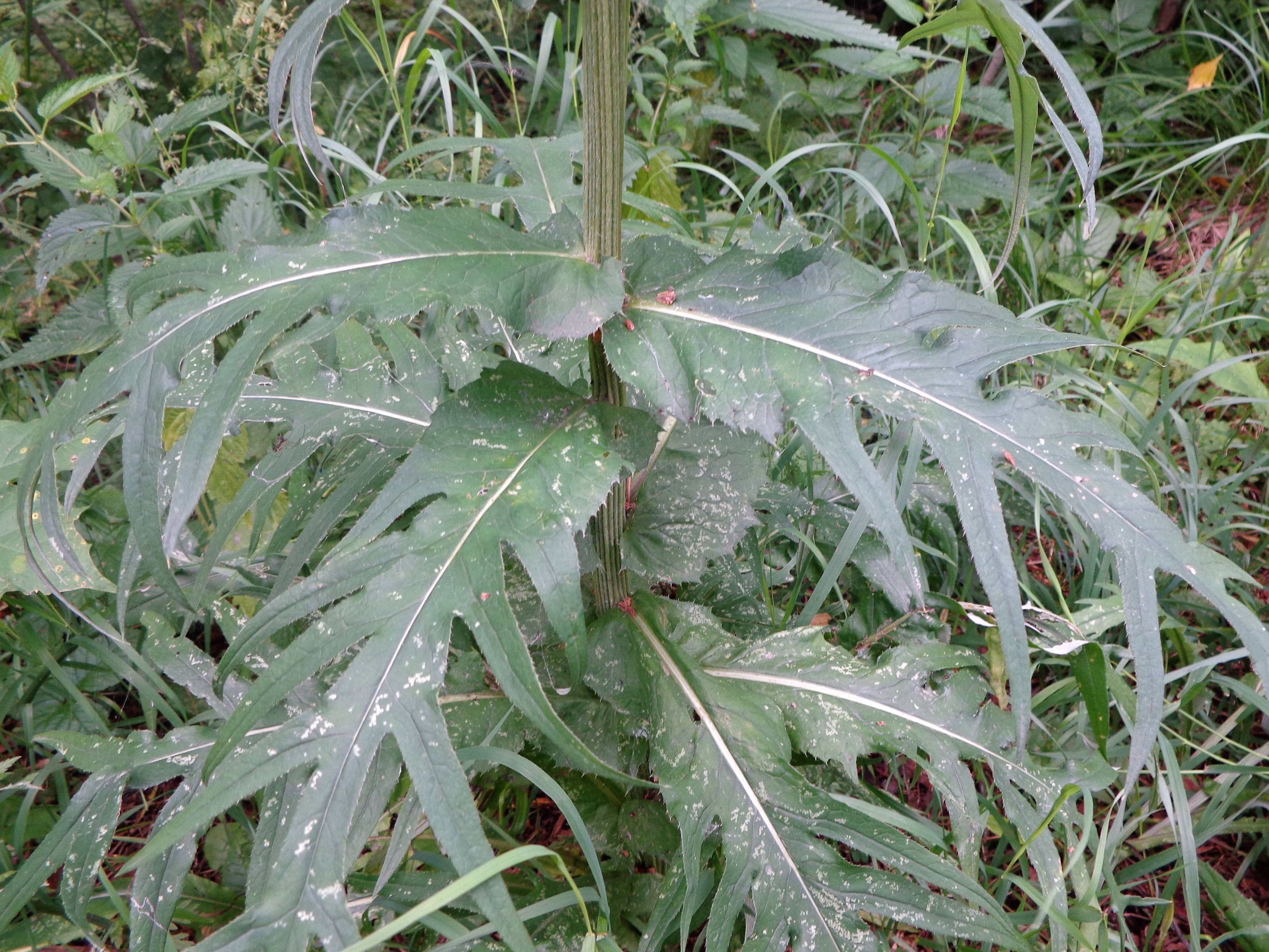 Cirsium heterophyllum - Бодяк разнолистный