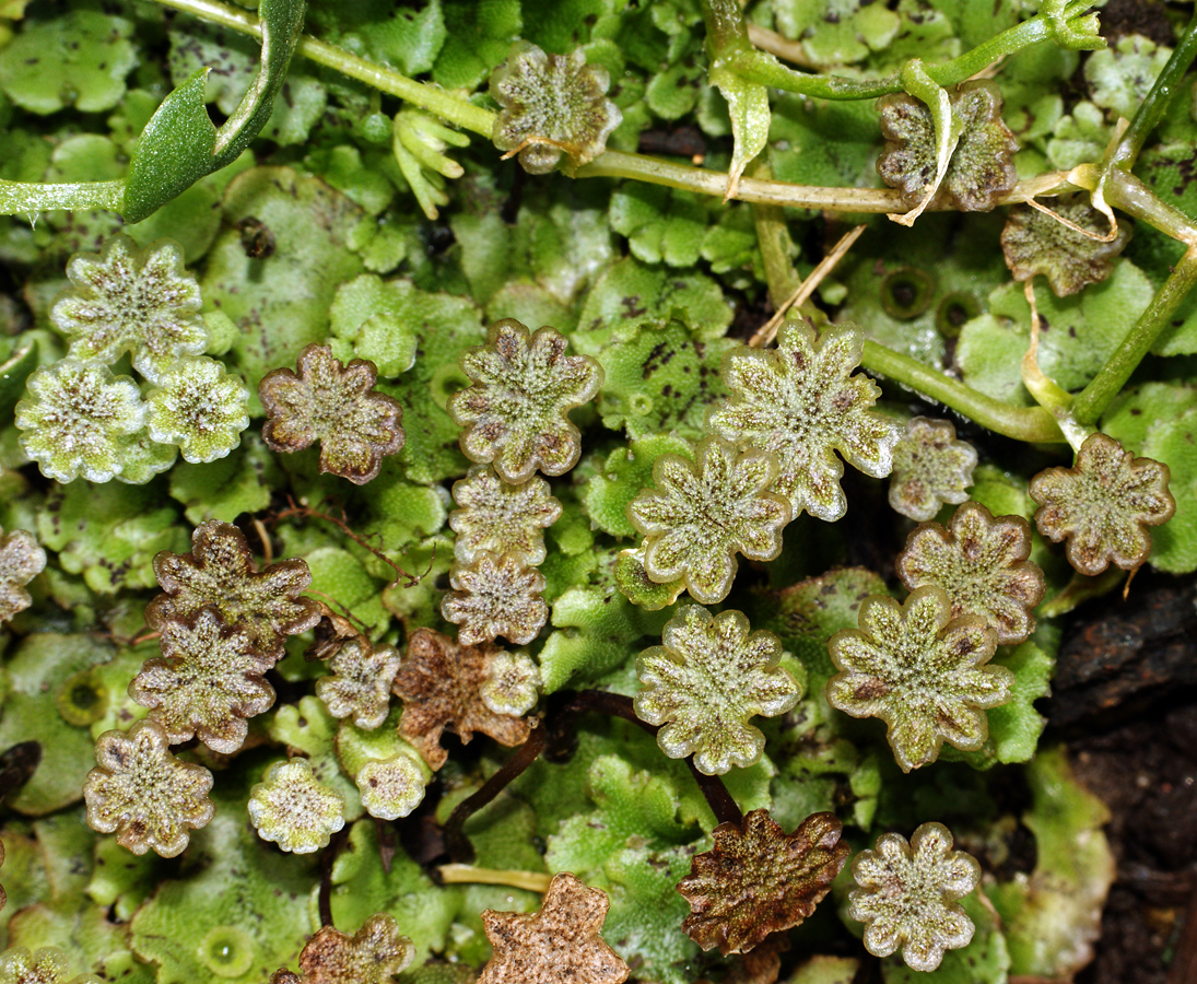 Marchantiopsida (Marchantiophyta)