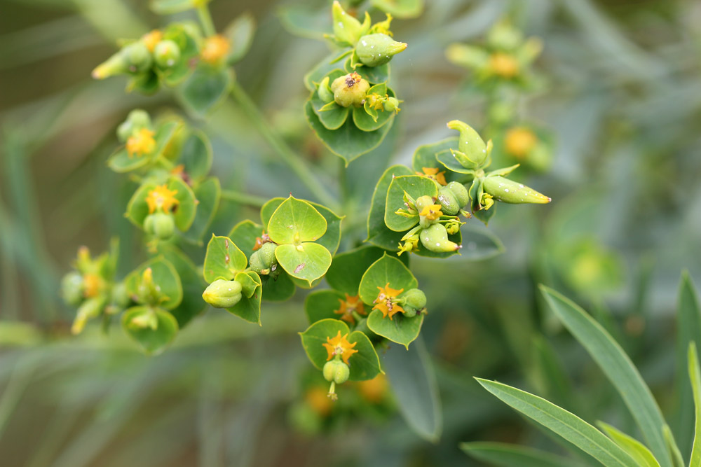 Euphorbia esula - Молочай острый
