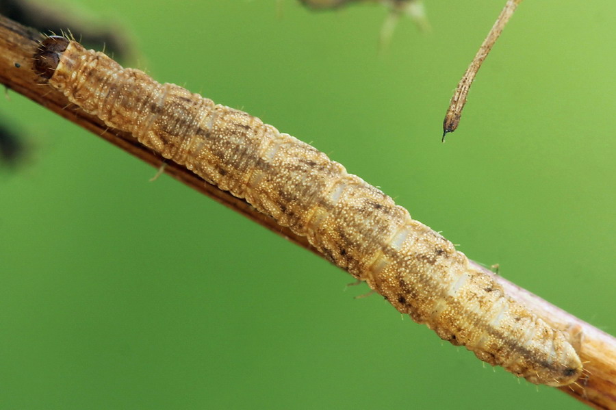 Eupithecia denotata - Цветочная пяденица колокольчиковая